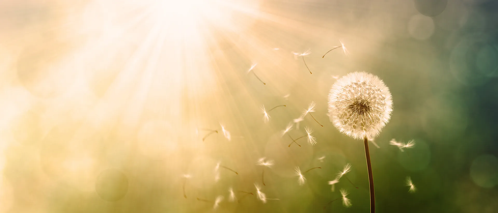 Banner - Löwenzahn Blume - Pusteblume